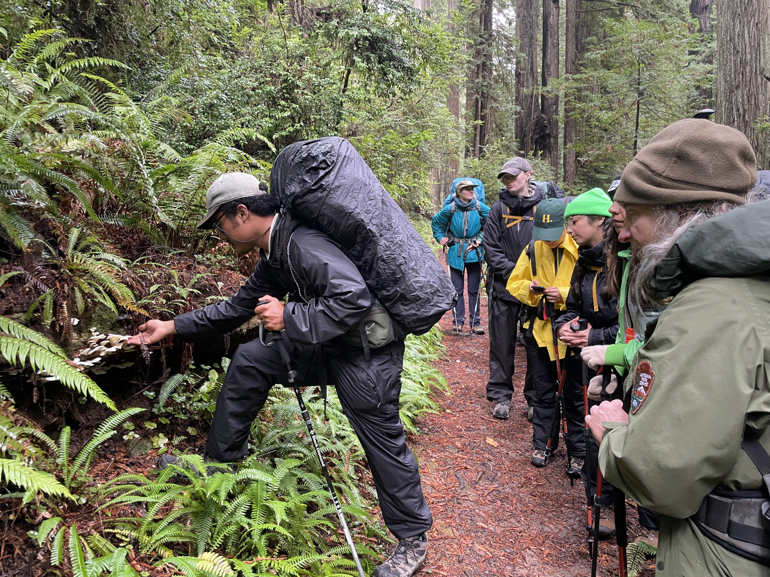 Group of hikers in a forest observing a man examining ferns and mushrooms along the trail.